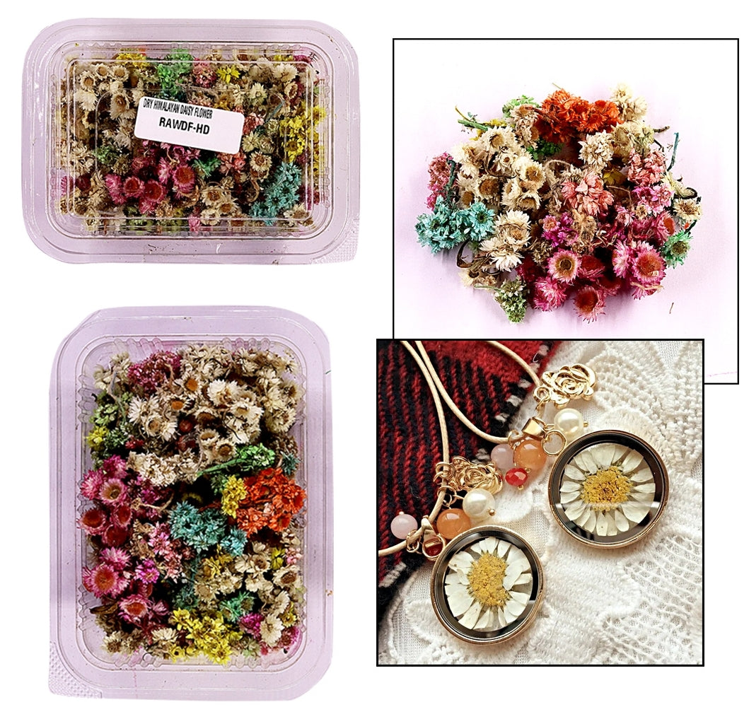 Himalayan Daisy Dried Flower Box