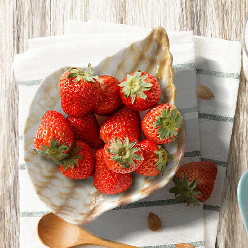 Silicone Mould Conch Storage Box