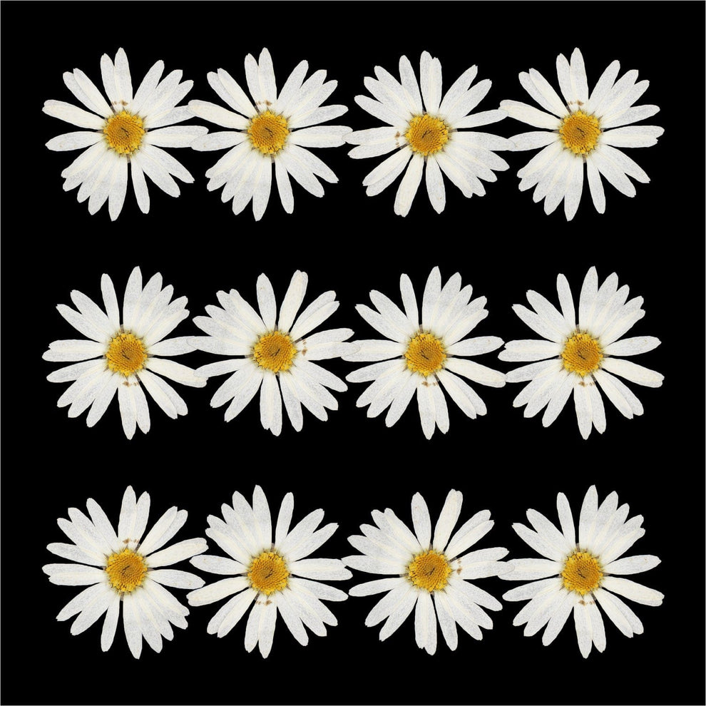 White Daisy Dry Pressed Flower 12 Pc's
