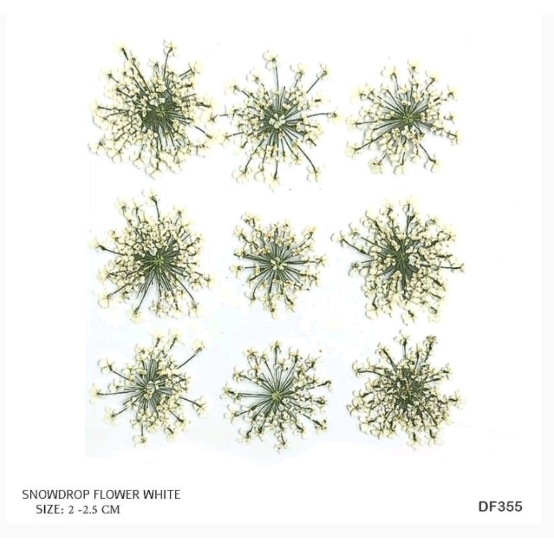 Natural Dried Pressed Queen Anne Lace