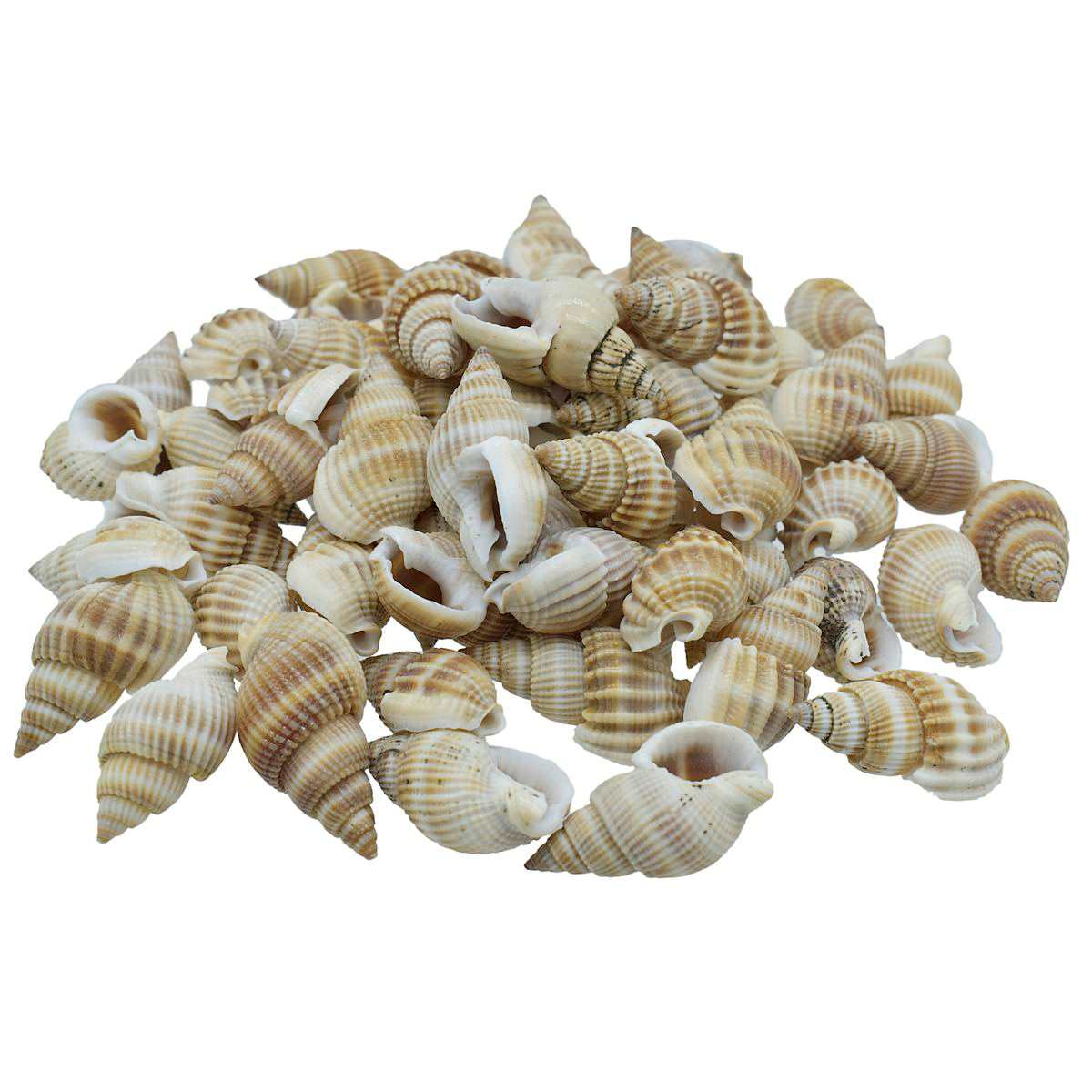 Seashell Vali Kopparta - 80 Grams