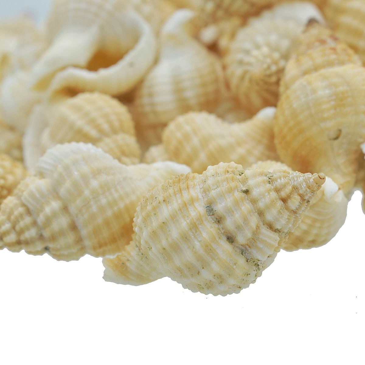 Seashell Fampan Malipal - 80 Grams