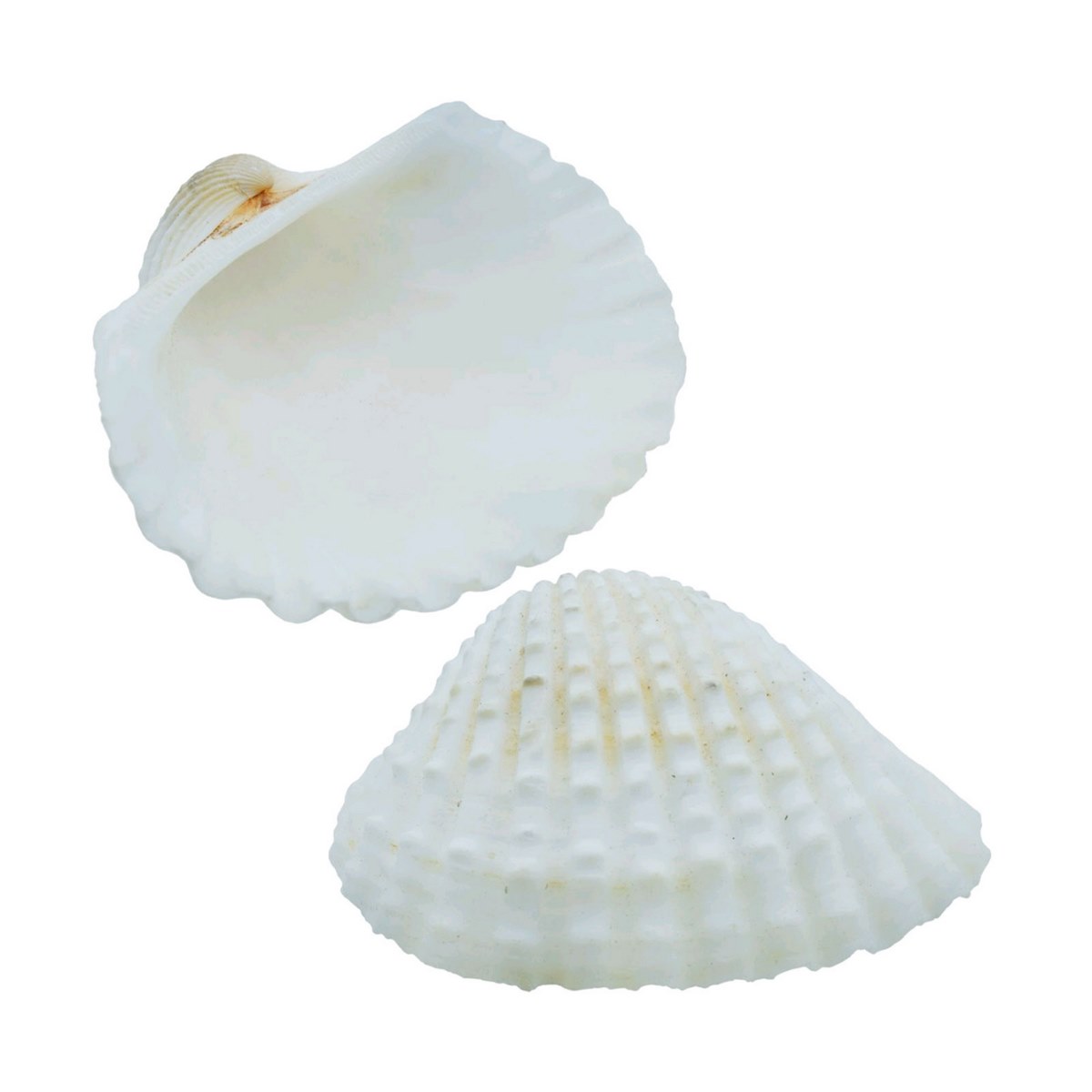 Kakinada Chippi Shells - 100 Grams