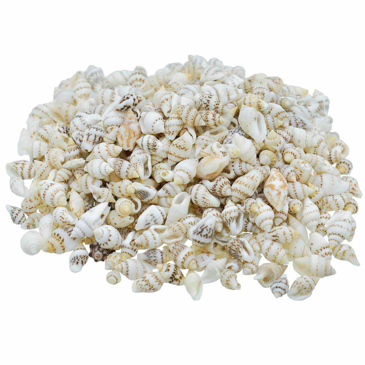 Seashell Sangv - 100 Grams