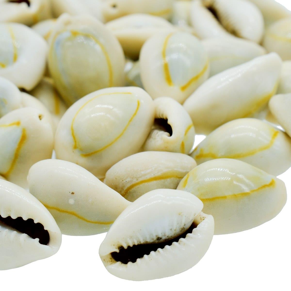 Cowrie Seashell - 100 Grams