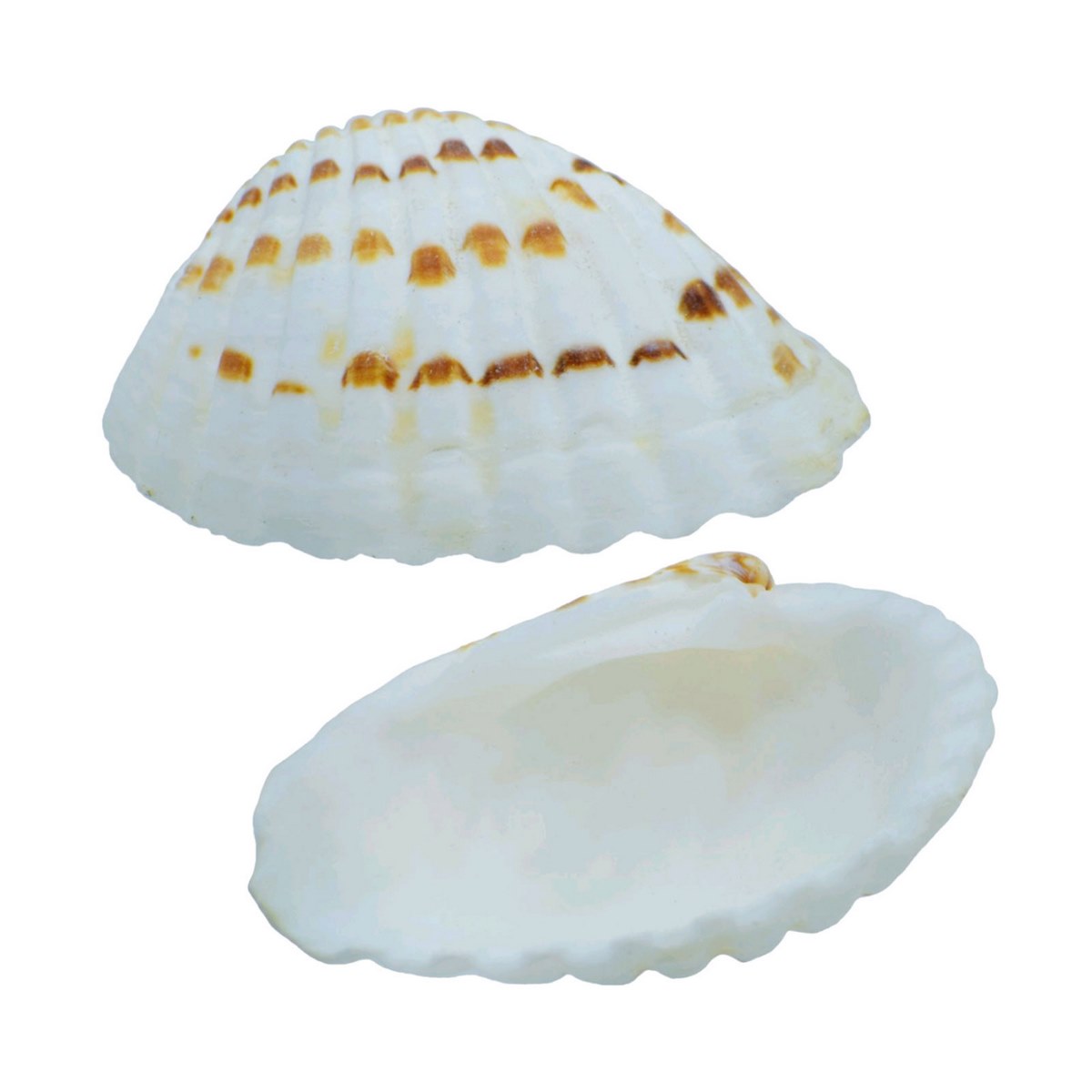 Pulli Chippi Shells - 100 Grams
