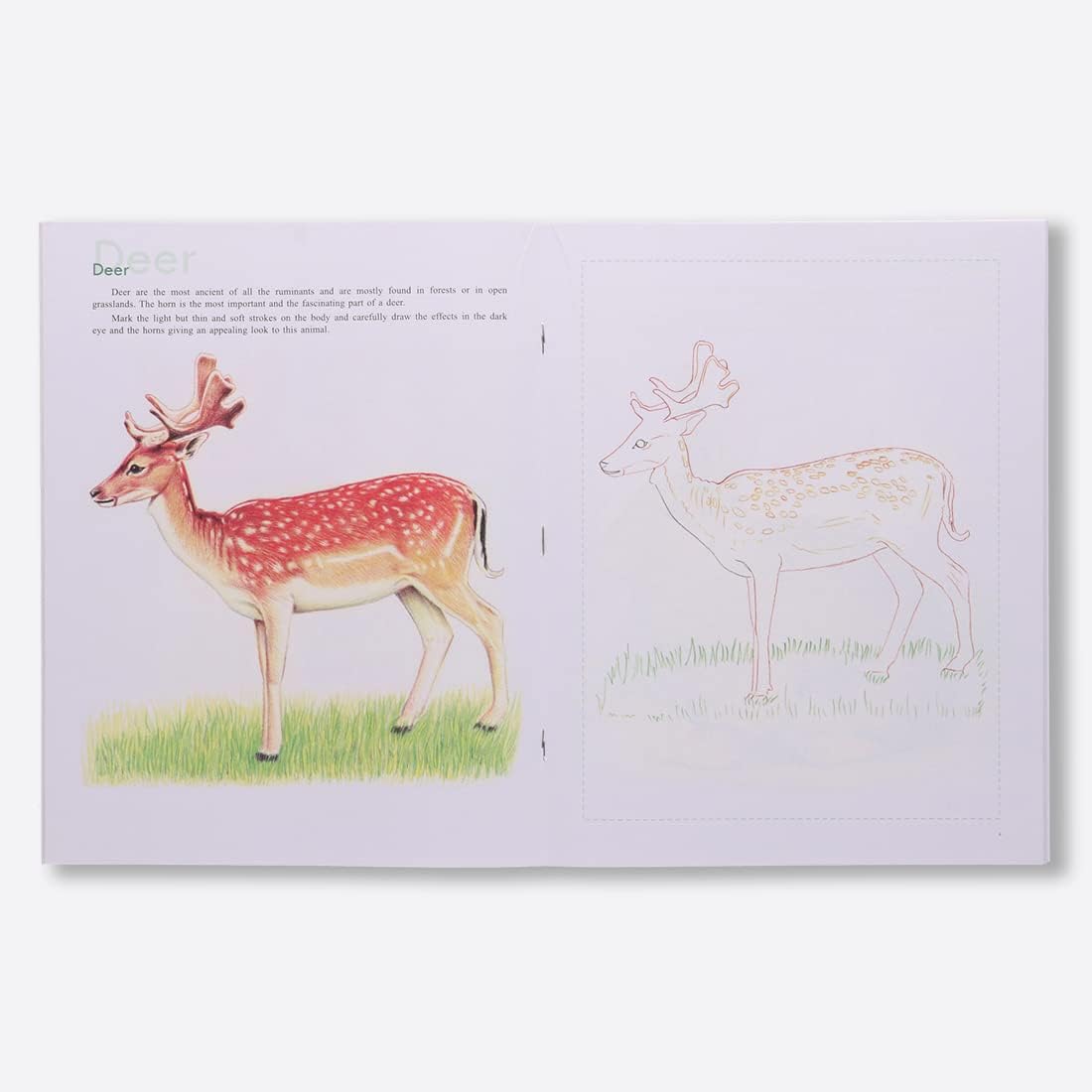 Navneet Art Of Sketching Book