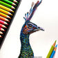 Brustro Artists’ Coloured Pencil Set