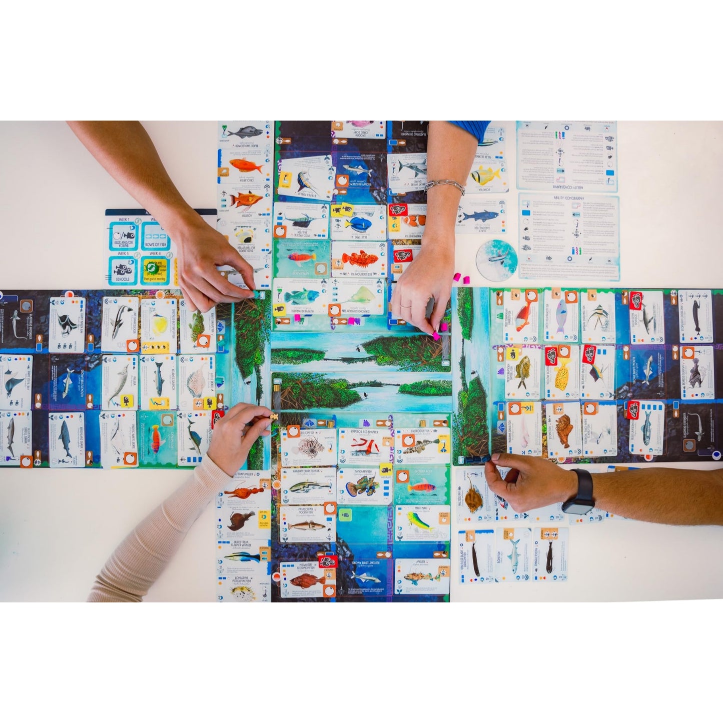 Stonemaier Games Finspan Strategy Board Game About Collecting Fish