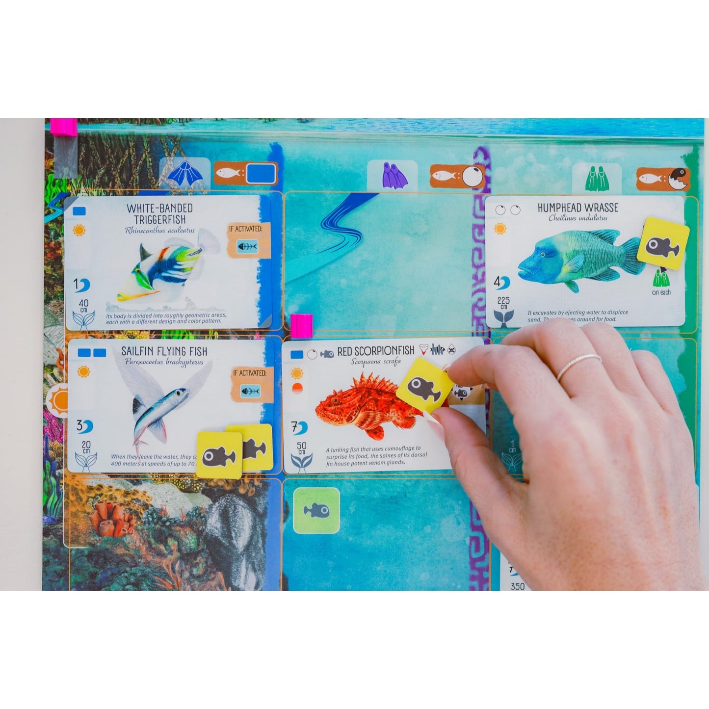 Stonemaier Games Finspan Strategy Board Game About Collecting Fish