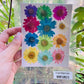 Natural Dried Pressed Daisy