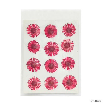 Natural Dried Pressed Chrysanthemum