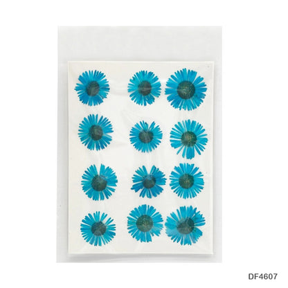 Natural Dried Pressed Chrysanthemum