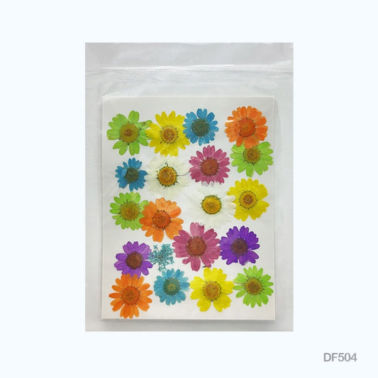 Natural Dried Pressed Daisy