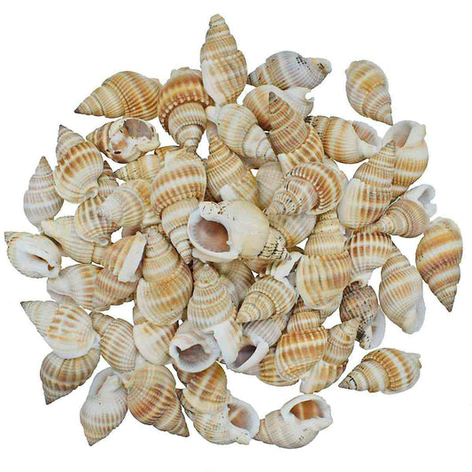 Seashell Vali Kopparta - 80 Grams