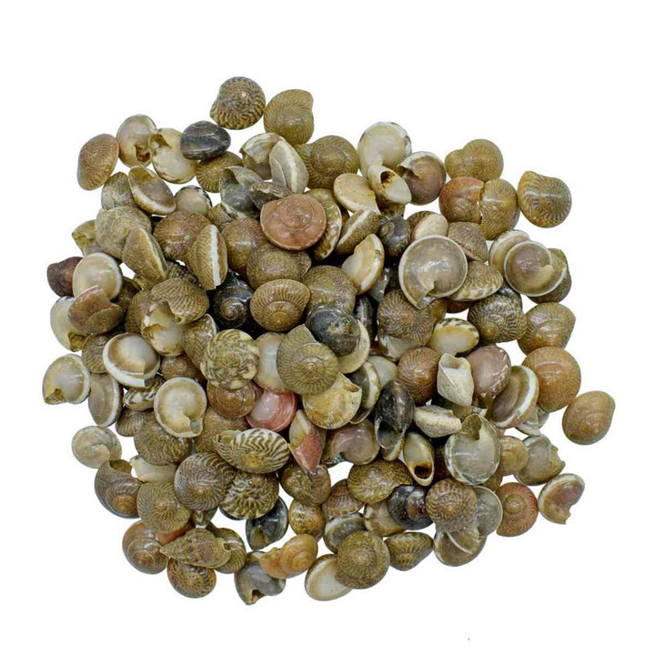 Shells – SATYAM STATIONERS