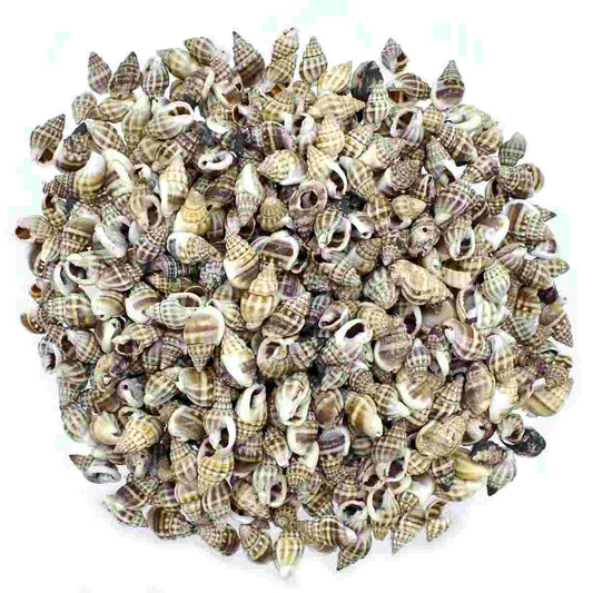 Seashell China Kaka Mooku - 100 Grams