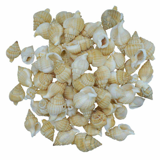 Seashell Fampan Malipal - 80 Grams