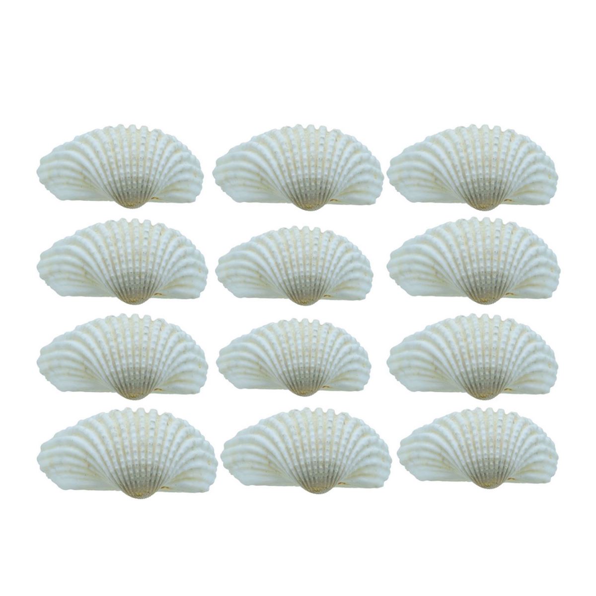 Chippi Shell Kakinada Chippi Shells - 100 Grams – SATYAM STATIONERS