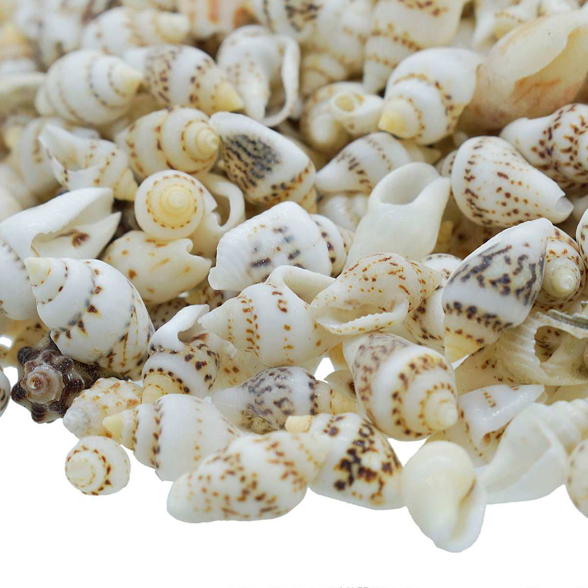 Chippi Shell Shells – SATYAM STATIONERS