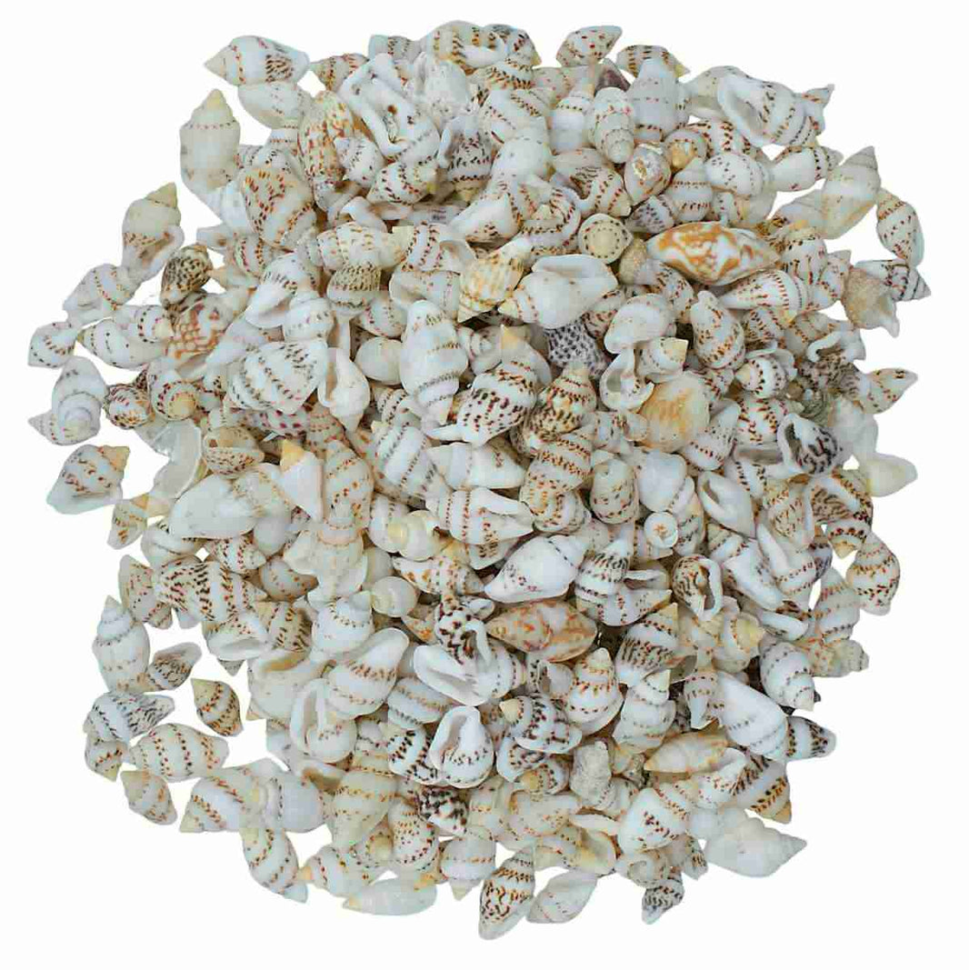 Chippi Shell Shells – SATYAM STATIONERS