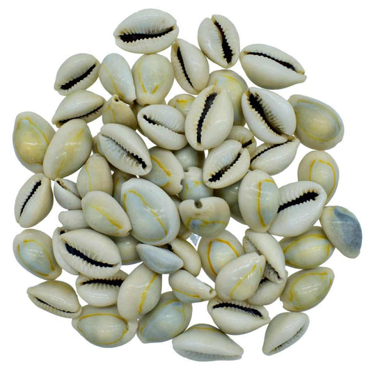 Cowrie Seashell - 100 Grams