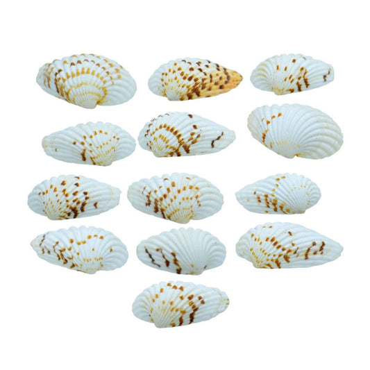 Pulli Chippi Shells - 100 Grams