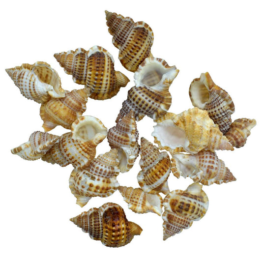 Seashell Small Semam - 50 Grams