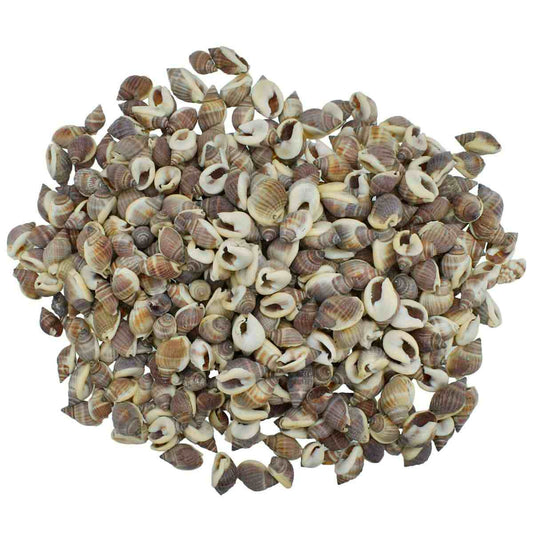 Seashell Vietnam Brown Kaka Mooki - 100 Grams